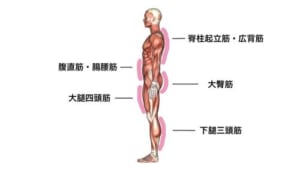 なぜ大腿四頭筋を鍛えるのか